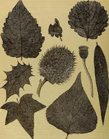 Picture 260 of 665 from The Popular recreator. A key to in-door and out-door amusements .. (1873), leaf 261
