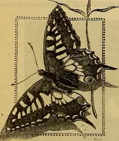 Picture 264 of 665 from The Popular recreator. A key to in-door and out-door amusements .. (1873), leaf 267