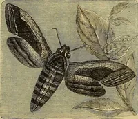Picture 283 of 665 from The Popular recreator. A key to in-door and out-door amusements .. (1873), leaf 294