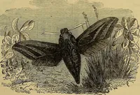 Picture 284 of 665 from The Popular recreator. A key to in-door and out-door amusements .. (1873), leaf 294
