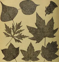 Picture 297 of 665 from The Popular recreator. A key to in-door and out-door amusements .. (1873), leaf 309