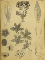 Picture 308 of 665 from The Popular recreator. A key to in-door and out-door amusements .. (1873), leaf 326