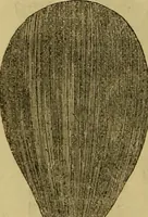Picture 309 of 665 from The Popular recreator. A key to in-door and out-door amusements .. (1873), leaf 327