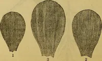 Picture 310 of 665 from The Popular recreator. A key to in-door and out-door amusements .. (1873), leaf 327