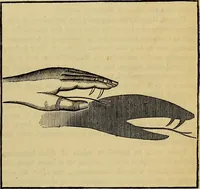 Picture 327 of 665 from The Popular recreator. A key to in-door and out-door amusements .. (1873), leaf 342