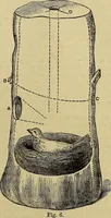 Picture 332 of 665 from The Popular recreator. A key to in-door and out-door amusements .. (1873), leaf 346