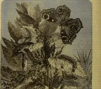 Picture 336 of 665 from The Popular recreator. A key to in-door and out-door amusements .. (1873), leaf 357