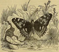 Picture 337 of 665 from The Popular recreator. A key to in-door and out-door amusements .. (1873), leaf 358
