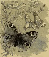 Picture 338 of 665 from The Popular recreator. A key to in-door and out-door amusements .. (1873), leaf 358
