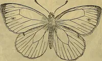 Picture 339 of 665 from The Popular recreator. A key to in-door and out-door amusements .. (1873), leaf 359