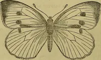 Picture 340 of 665 from The Popular recreator. A key to in-door and out-door amusements .. (1873), leaf 359