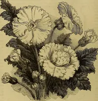 Picture 24 of 665 from The Popular recreator. A key to in-door and out-door amusements .. (1873), leaf 37