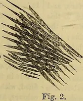 Picture 352 of 665 from The Popular recreator. A key to in-door and out-door amusements .. (1873), leaf 378