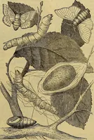 Picture 354 of 665 from The Popular recreator. A key to in-door and out-door amusements .. (1873), leaf 382