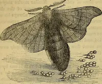 Picture 358 of 665 from The Popular recreator. A key to in-door and out-door amusements .. (1873), leaf 384