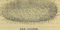Picture 360 of 665 from The Popular recreator. A key to in-door and out-door amusements .. (1873), leaf 384
