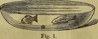 Picture 26 of 665 from The Popular recreator. A key to in-door and out-door amusements .. (1873), leaf 39