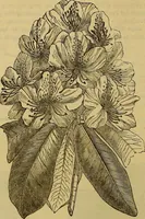 Picture 372 of 665 from The Popular recreator. A key to in-door and out-door amusements .. (1873), leaf 397