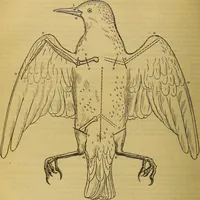 Picture 389 of 665 from The Popular recreator. A key to in-door and out-door amusements .. (1873), leaf 421