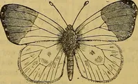 Picture 394 of 665 from The Popular recreator. A key to in-door and out-door amusements .. (1873), leaf 429