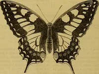 Picture 395 of 665 from The Popular recreator. A key to in-door and out-door amusements .. (1873), leaf 429