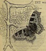 Picture 428 of 665 from The Popular recreator. A key to in-door and out-door amusements .. (1873), leaf 466
