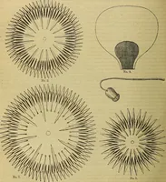 Picture 429 of 665 from The Popular recreator. A key to in-door and out-door amusements .. (1873), leaf 469