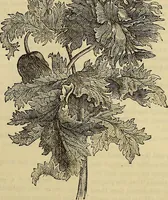 Picture 430 of 665 from The Popular recreator. A key to in-door and out-door amusements .. (1873), leaf 470