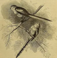 Picture 448 of 665 from The Popular recreator. A key to in-door and out-door amusements .. (1873), leaf 486