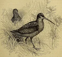 Picture 452 of 665 from The Popular recreator. A key to in-door and out-door amusements .. (1873), leaf 494