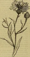 Picture 475 of 665 from The Popular recreator. A key to in-door and out-door amusements .. (1873), leaf 541