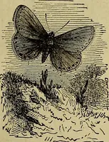 Picture 492 of 665 from The Popular recreator. A key to in-door and out-door amusements .. (1873), leaf 564