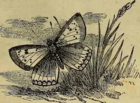 Picture 493 of 665 from The Popular recreator. A key to in-door and out-door amusements .. (1873), leaf 564