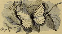 Picture 494 of 665 from The Popular recreator. A key to in-door and out-door amusements .. (1873), leaf 565