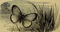 Picture 495 of 665 from The Popular recreator. A key to in-door and out-door amusements .. (1873), leaf 565
