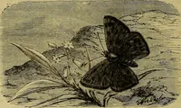 Picture 496 of 665 from The Popular recreator. A key to in-door and out-door amusements .. (1873), leaf 565