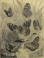 Picture 497 of 665 from The Popular recreator. A key to in-door and out-door amusements .. (1873), leaf 566