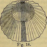 Picture 512 of 665 from The Popular recreator. A key to in-door and out-door amusements .. (1873), leaf 578