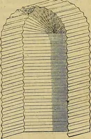 Picture 515 of 665 from The Popular recreator. A key to in-door and out-door amusements .. (1873), leaf 578