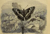 Picture 547 of 665 from The Popular recreator. A key to in-door and out-door amusements .. (1873), leaf 622