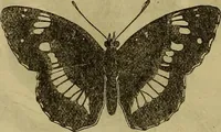 Picture 548 of 665 from The Popular recreator. A key to in-door and out-door amusements .. (1873), leaf 623