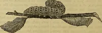 Picture 549 of 665 from The Popular recreator. A key to in-door and out-door amusements .. (1873), leaf 623