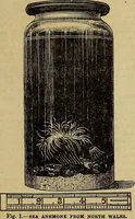 Picture 62 of 665 from The Popular recreator. A key to in-door and out-door amusements .. (1873), leaf 70