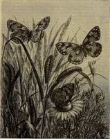 An illustration from The Popular recreator. A key to in-door and out-door amusements .. (1873)