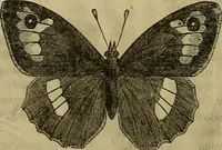 An illustration from The Popular recreator. A key to in-door and out-door amusements .. (1873)