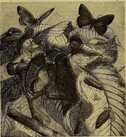 An illustration from The Popular recreator. A key to in-door and out-door amusements .. (1873)