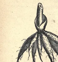 An illustration from Popular scientific recreations in natural philosophy, astronomy, geology, chemistry (1883)