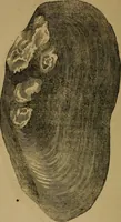 An illustration from A popular treatise on gems, in reference to their scientific value; a guide for the teacher of natural sciences, the jeweller, and amateur: together with a description of the elements of mineralogy, and all ornamental and architectural materials .. (1859)