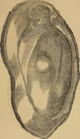 An illustration from A popular treatise on gems, in reference to their scientific value; a guide for the teacher of natural sciences, the jeweller, and amateur: together with a description of the elements of mineralogy, and all ornamental and architectural materials .. (1859)