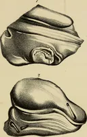 An illustration from A popular treatise on gems, in reference to their scientific value; a guide for the teacher of natural sciences, the jeweller, and amateur: together with a description of the elements of mineralogy, and all ornamental and architectural materials .. (1859)